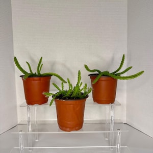 Live White Dragon Fruit Plant (Hylocereus Undatus) – 4” to 8” Tall | Rooted & Growing in 4” Pot