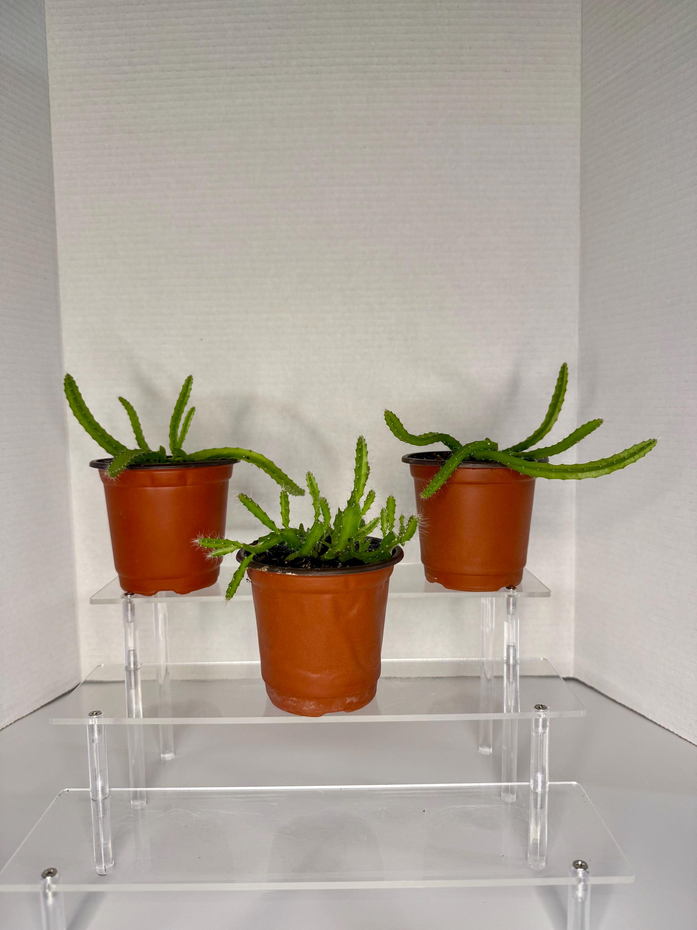 Live White Dragon Fruit Plant (hylocereus Undatus) – 4” to 8” Tall