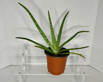 Florida Aloe Vera Plant: Organic Plant in 4 Inch Rice Hull Pot - Etsy