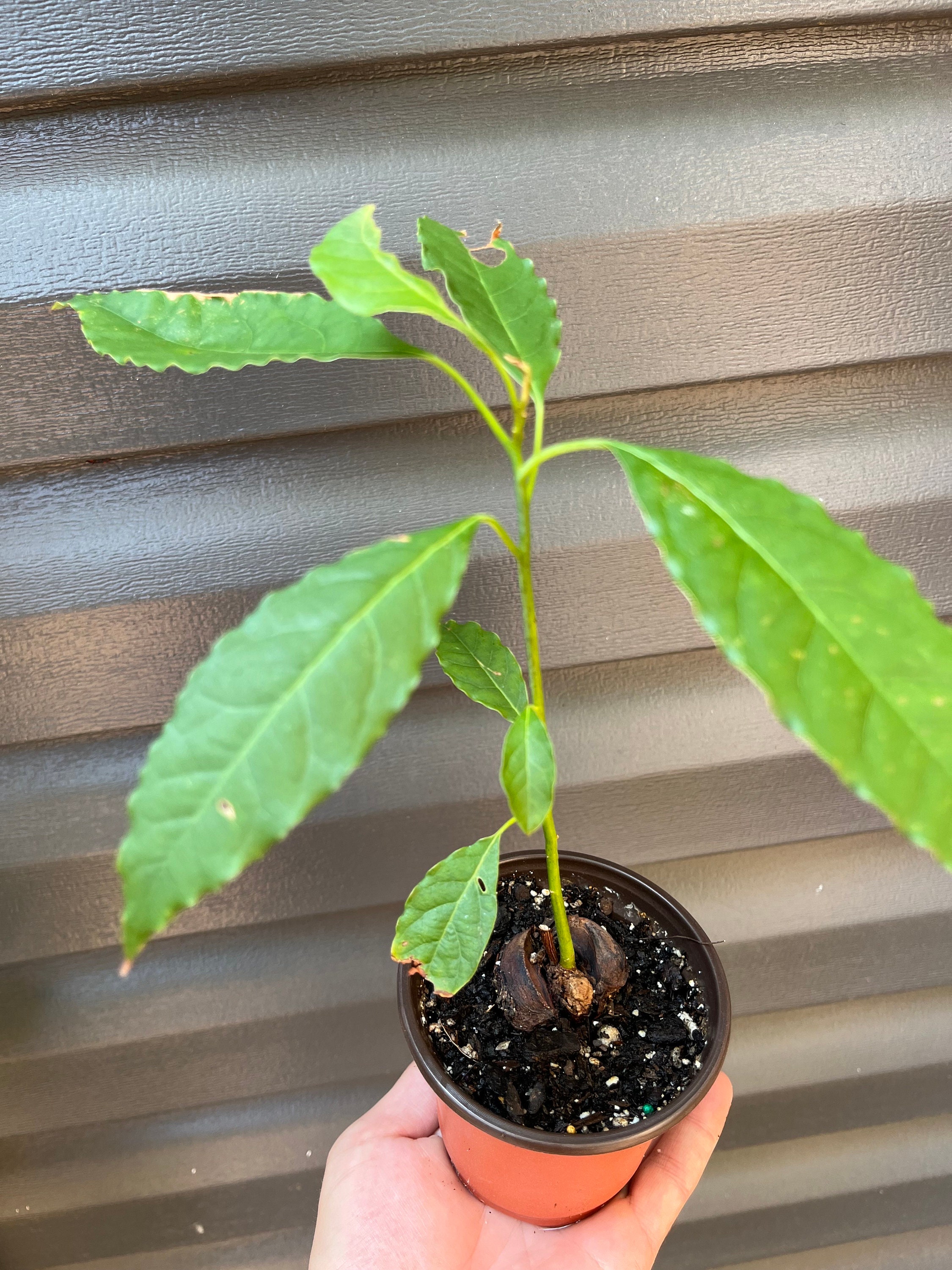 Hass - Hybrid Avocado Tree Seedling – 6” to 10” Tall in 4” Pot