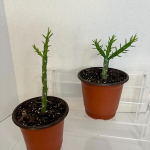 Pencil Cholla Cactus (Cylindropuntia leptocaulis) – 4” to 8” Tall in 4” Pot | Unique Desert Succulent