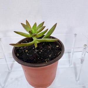 Sedum Adolphi “Firestorm” | Live Succulent Plant | 3” - 5” Tall in 4” Pot