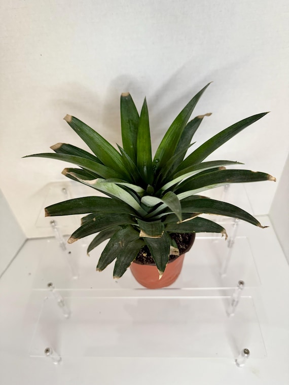 small square plant pots ceramic 3.5
