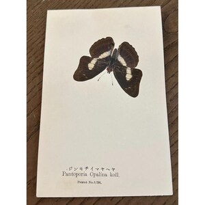 May include: A vintage print featuring a detailed illustration of a butterfly, Pantoporia Opalina koll, with dark brown wings accented by white markings. The print includes Japanese text and the patent number 1.736.