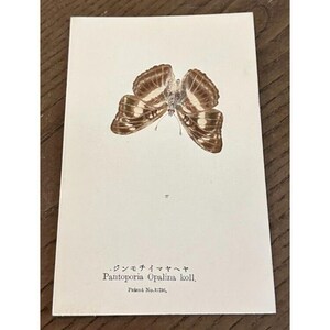 May include: A vintage print of a butterfly, Pantoporia Opalina koll. The butterfly has brown and white patterned wings. Japanese text and English scientific name are printed below the butterfly image. Patent No. 1:736 is also printed.