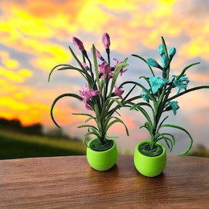 Peut inclure: Deux plantes en pot avec des pots verts. La plante de gauche a des fleurs roses et la plante de droite a des fleurs bleues. Les plantes sont sur une surface en bois.