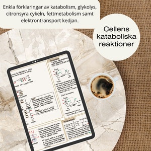 Cellens katabolismreaktioner (grundläggande)