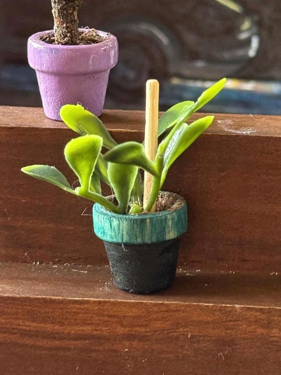 One of a Kind! moody Blue 1:12 Miniature Baby Rubber Tree Plant! - Etsy