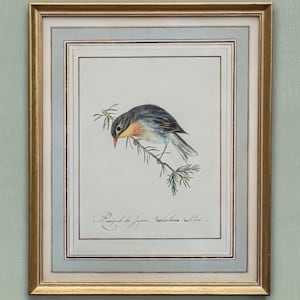 Könnte beinhalten: Ein gerahmter Druck mit einer detaillierten Illustration eines kleinen Vogels mit blauem, grauem und gelbem Gefieder, der auf einem Kiefernzweig sitzt. Das Kunstwerk befindet sich in einem Goldrahmen mit hellblauem Passepartout und Text.