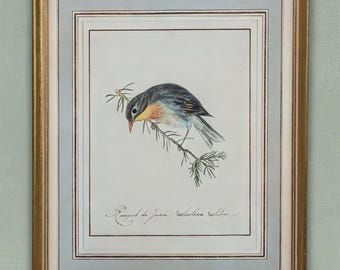 Antieke gravure van de Japanse nachtegaal (Leiothrix lutea) – natuurgetrouwe vogelillustratie – vergulde lijst – vintage wanddecoratie