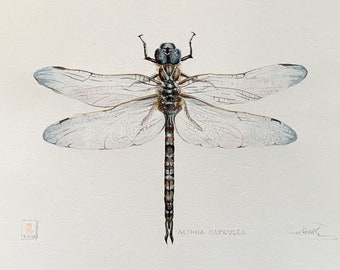 Dragonfly, Watercolor, Fine Art picture, wall decoration, painting