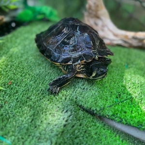 FLOATING Basking zone for aquatic turtle - CUSTOM DESIGN