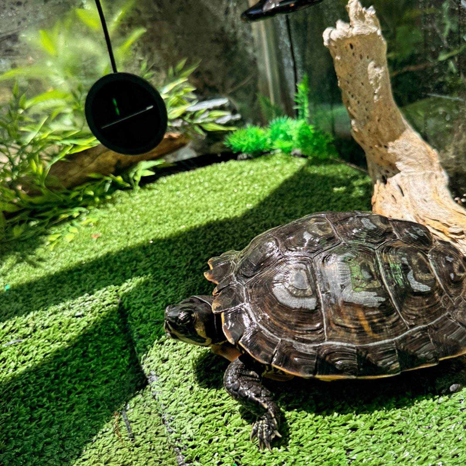 Picture of FLOATING Basking Zone for Aquatic Turtle - CUSTOM DESIGN - Etsy