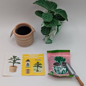 Peut inclure: Une plante miniature de figuier à feuilles de violon dans un pot rayé rose et blanc, un sachet de terreau pour intérieur et une petite truelle. Le sachet est de couleur rose et verte avec le texte "Indoor Mix" et "Garden Grow Co."