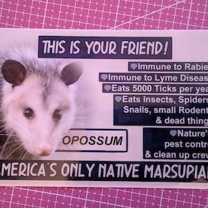May include: A white and gray opossum with the text "THIS IS YOUR FRIEND!" and facts about opossums. The text includes "Immune to Rabies", "Immune to Lyme Disease", and "AMERICA'S ONLY NATIVE MARSUPIAL".