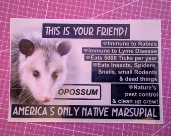 Opossum facts bumper sticker UV laminated waterproof car ready 6" x 4" - Magnet or Sticker