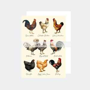 Carte postale ancienne - L'agriculture - Poules et coqs 12 x 17 cm