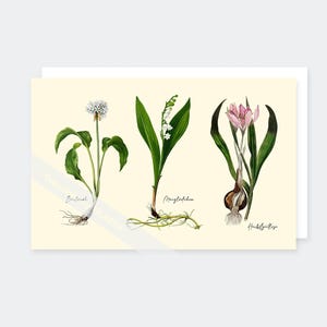Carte postale Ail des ours - Muguet - Crocus d'automne 12 x 17 cm