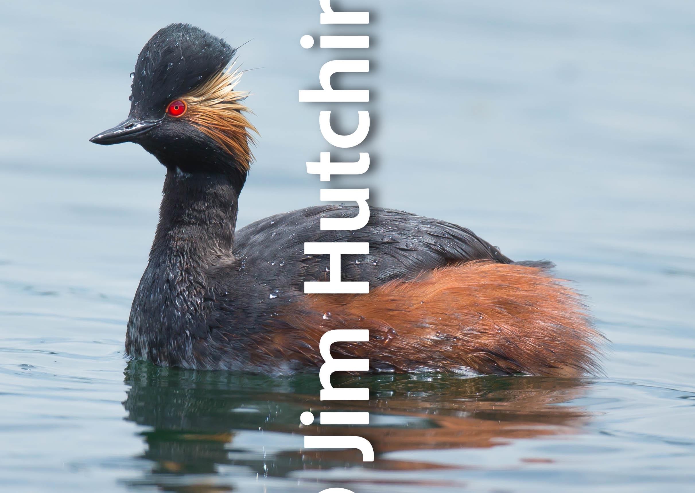 Black Necked Grebe - Etsy, image size:2422x1718