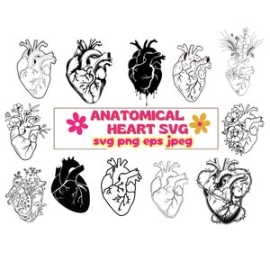 Paquete de svg de corazón anatómico, svg de corazón de flores, svg de corazón humano, svg de corazón, svg médico, svg de cardiología, svg de corazón, paquete de svg de corazón,