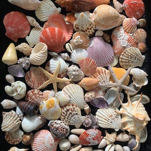 May include: A collection of various seashells, including conch shells, scallops, and starfish, in shades of white, orange, and brown. The shells are arranged on a dark surface, showcasing their diverse shapes and textures. A natural coastal theme.