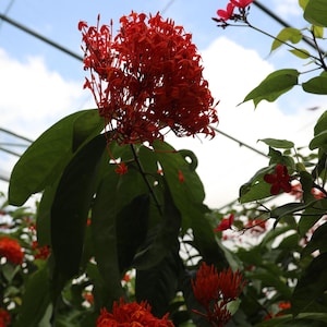 May include: Image of bright red Ixora flowers, with dense clusters of small, star-shaped blooms. The flowers are surrounded by large, glossy green leaves, with a glimpse of blue sky visible in the background.
