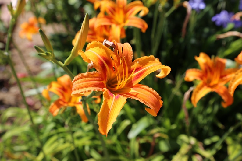 Orange Daylily Flower image 1