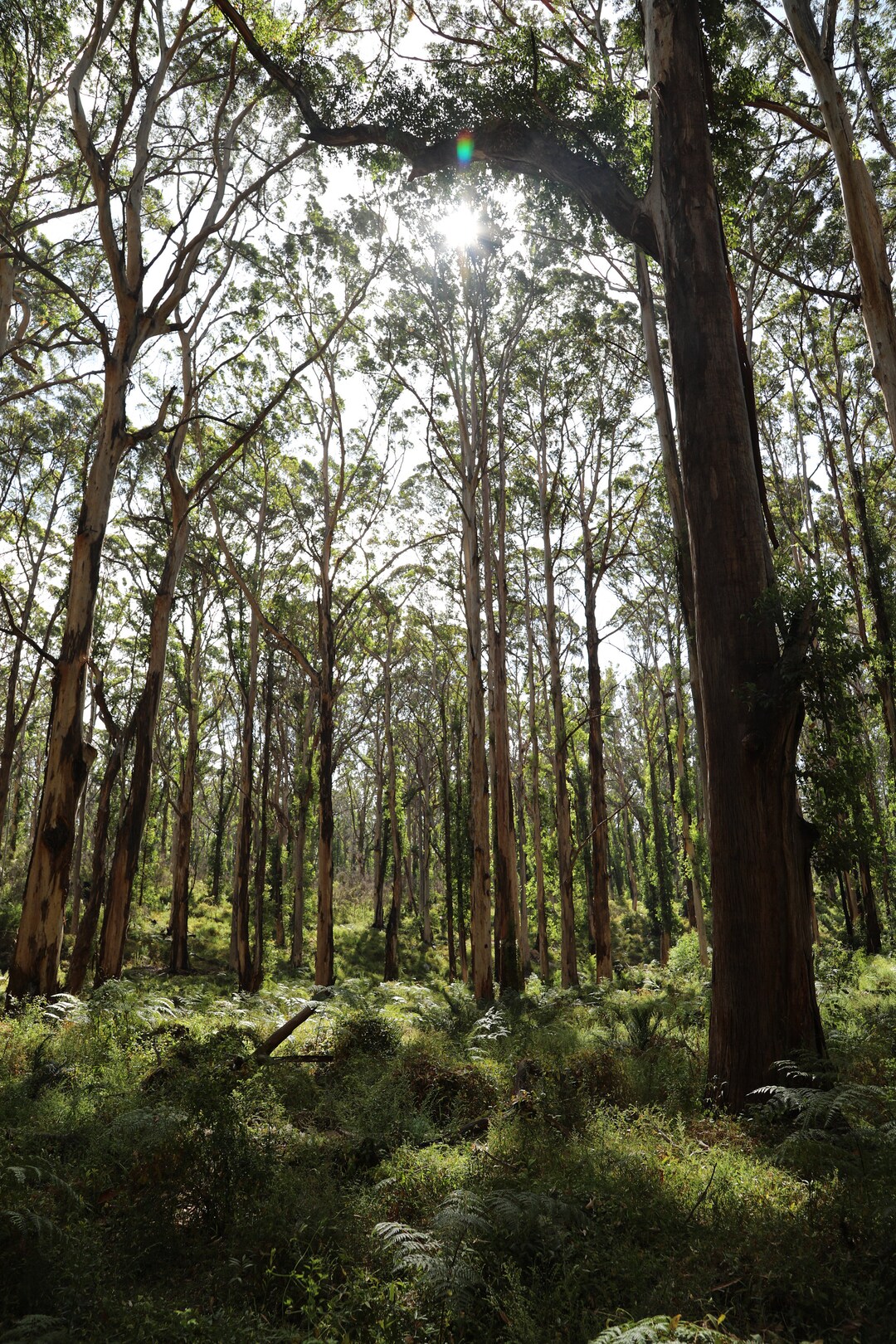 Forrest Trees - Etsy