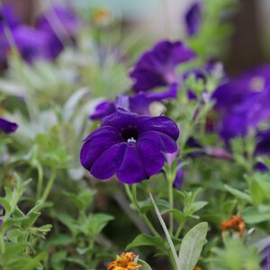 Peut inclure: Gros plan sur un groupe de pétunias violets en fleurs. Les fleurs sont nettes, tandis que les feuilles et les tiges vertes sont floues en arrière-plan.