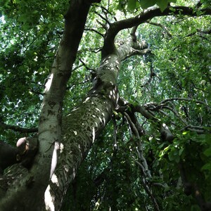 Shady Tree Trunk