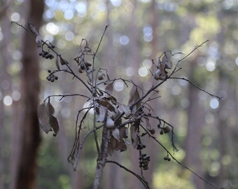 Dead Leaves and Nuts