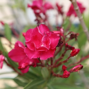 Puede incluir: Primer plano de una flor rosa con múltiples pétalos. La flor está enfocada, mientras que las otras flores y hojas están desenfocadas.