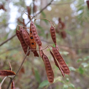 Wild Pea Pods (Photo)