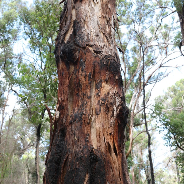 Tree Trunk