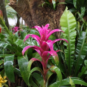 Pink bromeliad - Etsy Schweiz