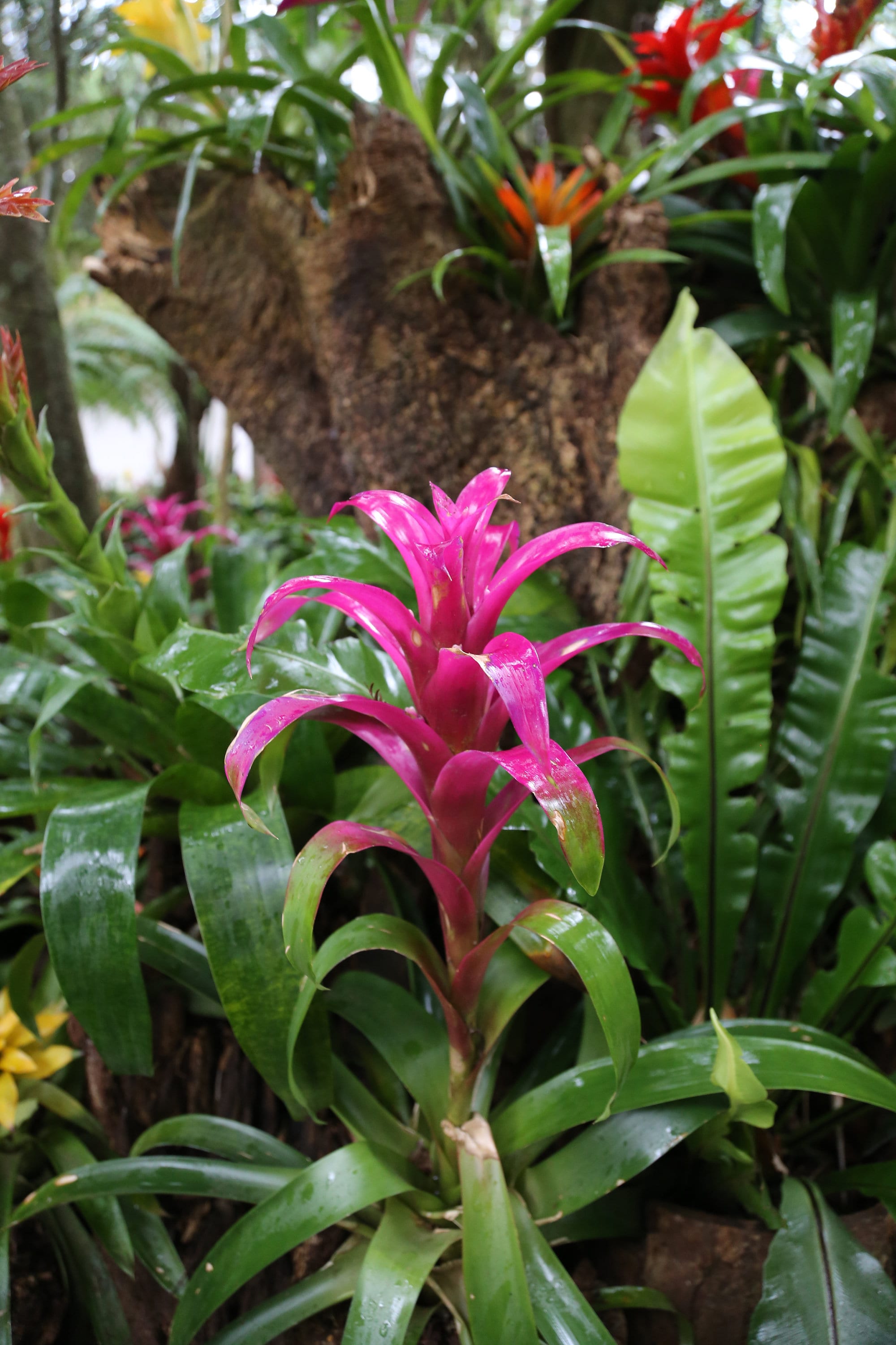 dracena hawaiian sunshine Dracaena Hawaiian Sunshine  Jungle & Loom