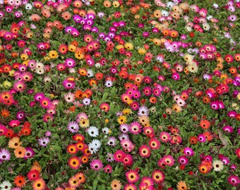 Colourful Livingstone Daisys