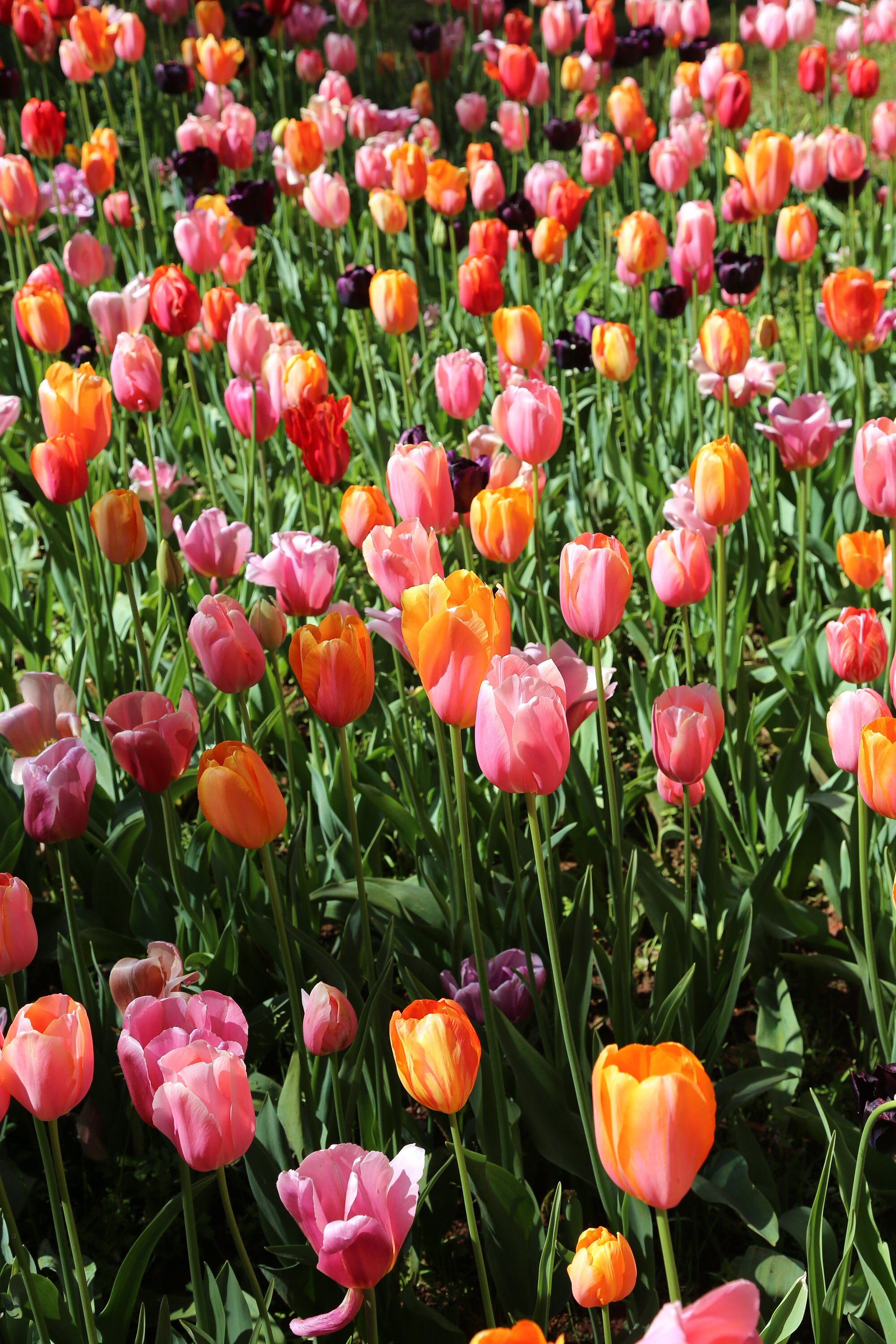 Orange and Pink Tulips (photo) - Etsy