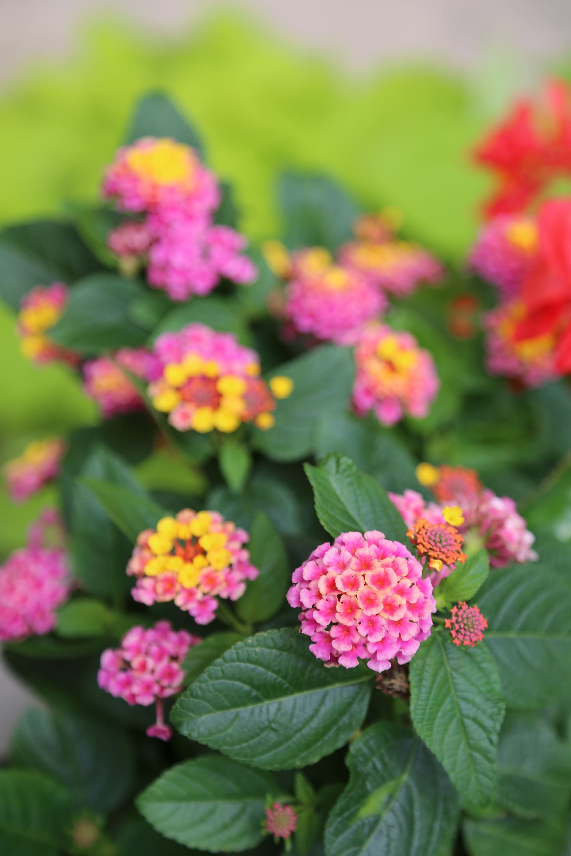 Lantana Havana Sunrise Pink and Yellow Flowers (photo) - Etsy