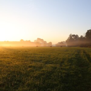 Foggy Morning Field