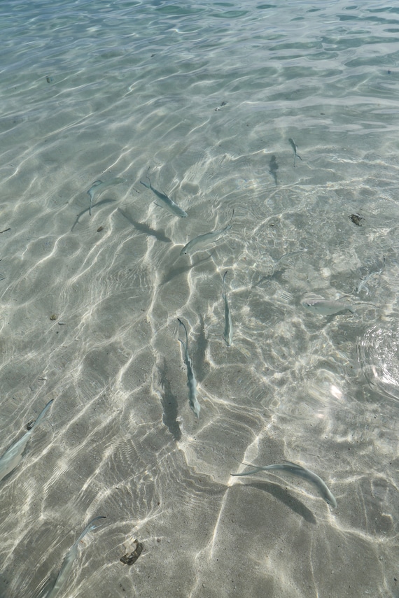 Strandfisch Exmouth (Foto)