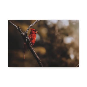 Canvas Stretched, Wall Art, Home Decor, Singing Cardinal Photo Print, Bird Lover Gift, Nature Photography, Red Cardinal, Bird Photography