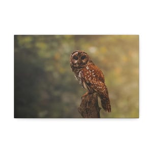Canvas Stretched, Barred Owl Photography Wall Art, Nature Wildlife Decor, Bird Lover Gift, Home Office Decoration, Animal Portrait Print, 1