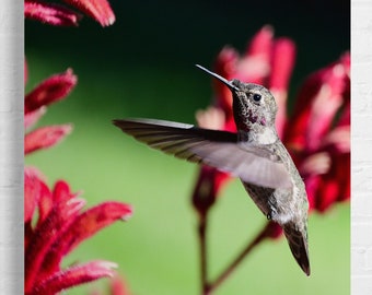 May include: A small, grey hummingbird with a long, thin beak hovers in front of a red flower. The hummingbird's wings are spread out, and its tail feathers are fanned out.