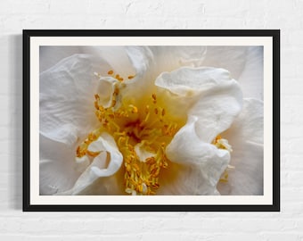 May include: Close-up of a white camellia flower with yellow pollen in the center.