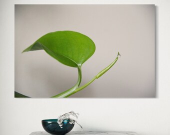 May include: A close-up of a single green leaf with a water droplet on the tip of a stem against a light gray background.