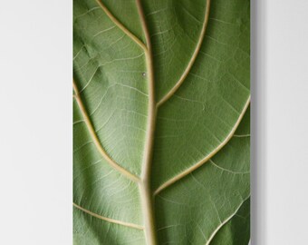 May include: Close-up of a green leaf with prominent veins. The leaf is textured and has a natural, organic look.