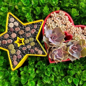 May include: Two succulent planters: a yellow star-shaped container and a red heart-shaped container. The star planter holds various colored succulents in black gravel. The heart planter features small, light-colored succulents and larger purple-tinged succulents.
