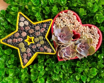 Lithops Succulent Planter: Heart or Star Shape with Drainage Tray