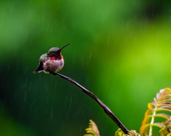 Ruby-throated Hummingbird Perched on a Branch Enjoying the Rain: Gallery Wrapped Canvas